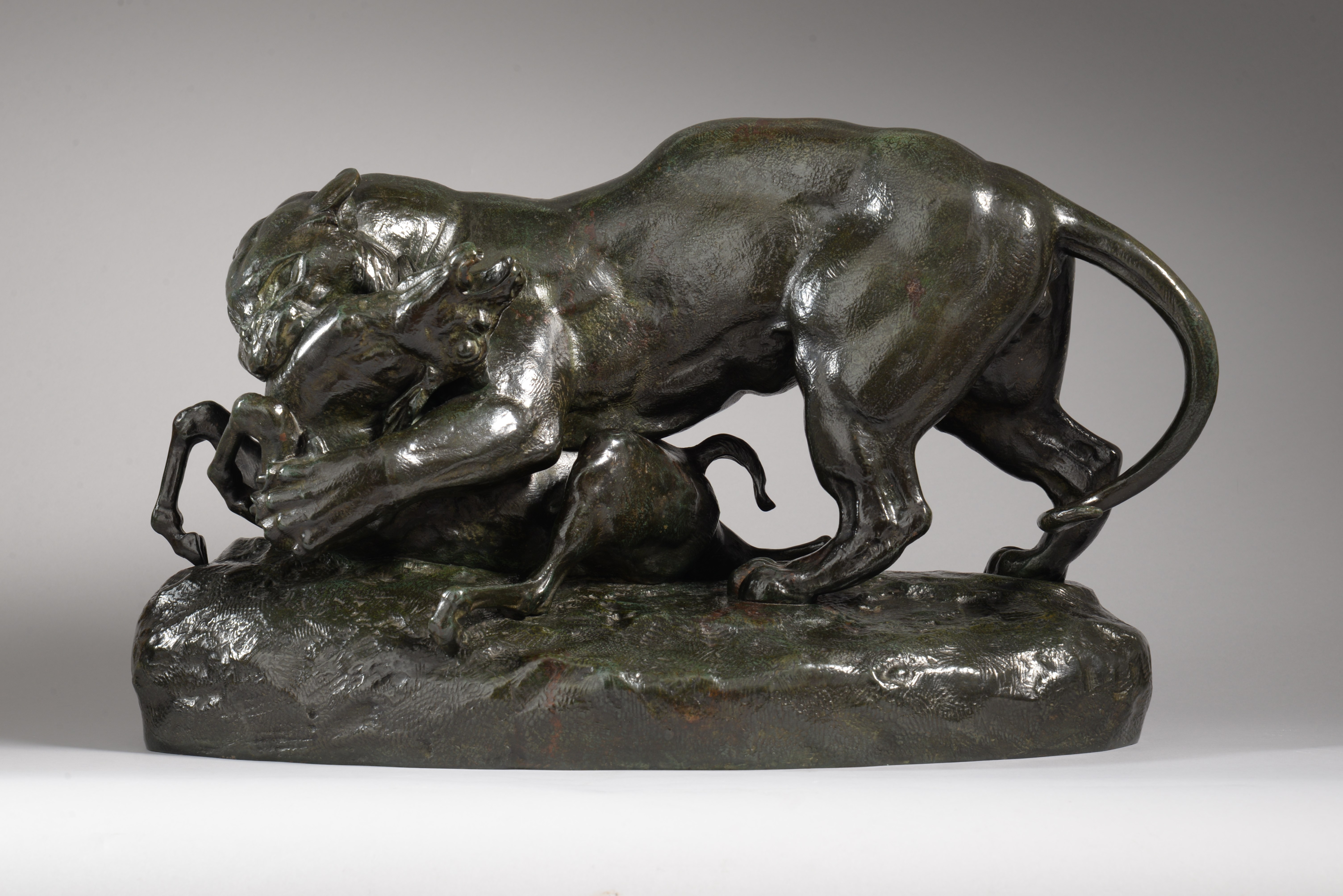 TIGRE SURPRENANT UNE ANTILOPE terrasse sans profil
